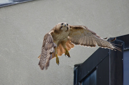 Ruby Flying Away