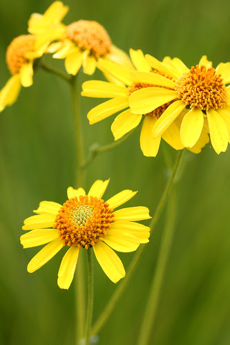 encelia farinosa