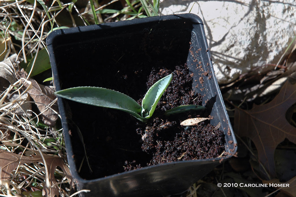 Agave pup