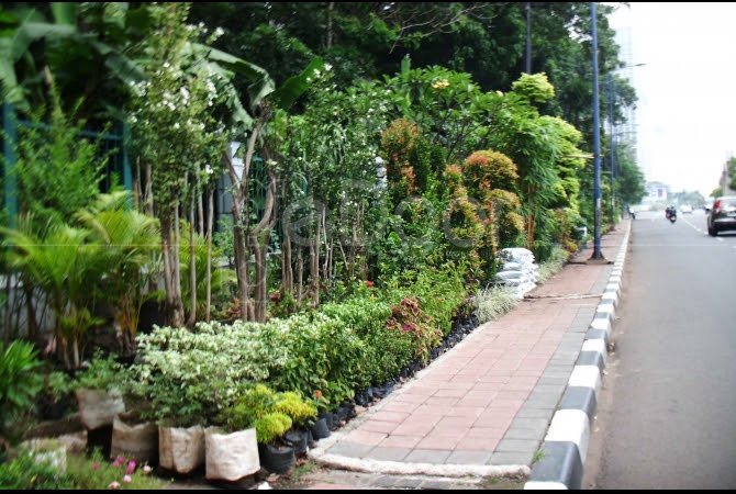 Terbaru Jenis Tanaman Pinggir Jalan  Terupdate 