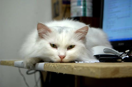 The first cat
