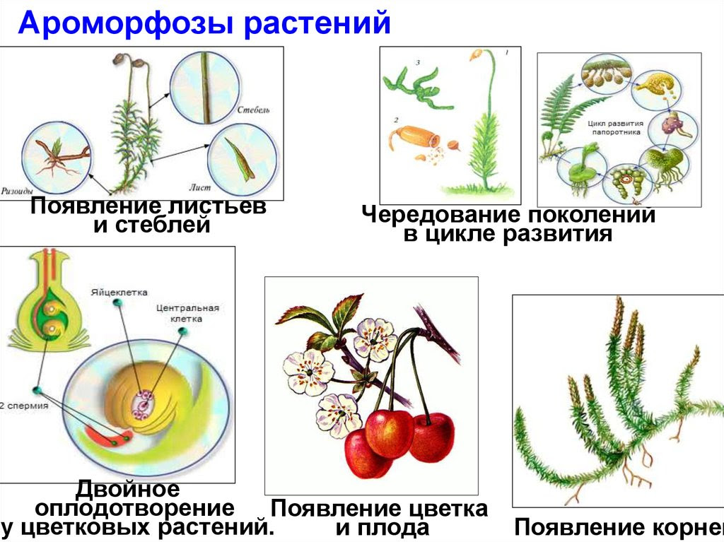2 3 примера ароморфоза
