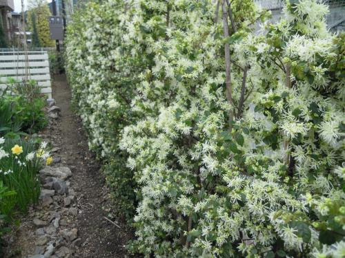 ラブリートキワマンサク 白 最高の花の画像