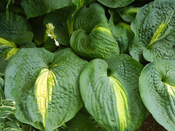 Best Hosta Food