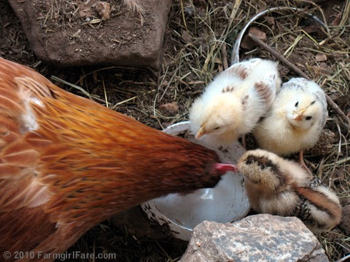 Three Chicks and Mama Hen Drinking Water