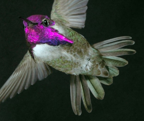 Male Costaâs hummingbirds court females using a high-speed dive in which they sing with their tail feathers.