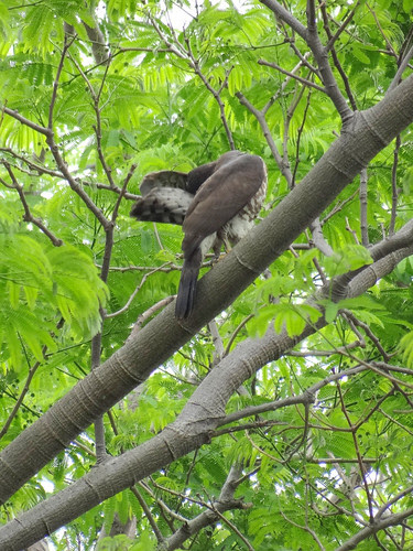 鳳頭蒼鷹/無限台南