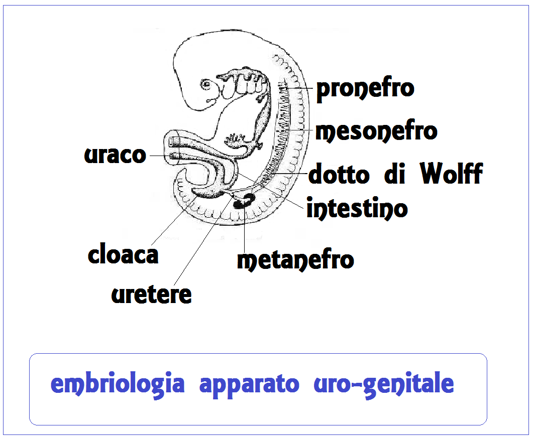 Cisti Del Dotto Di Gartner balabaladora