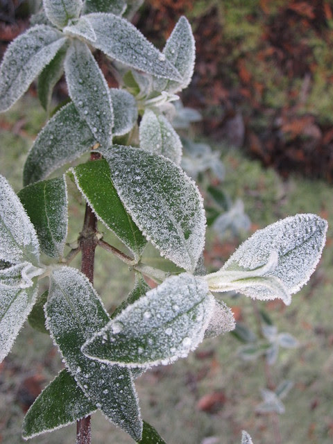 January 2014 frosty morning (9)