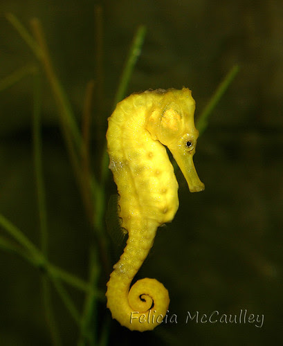 Reidi Seahorse