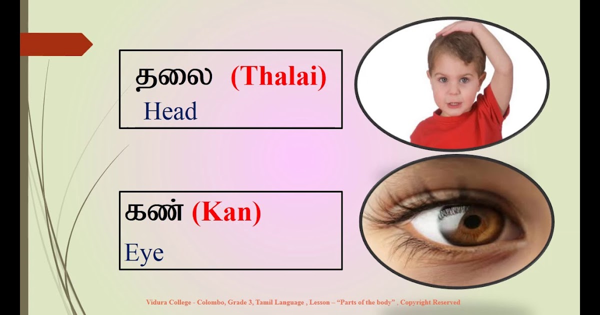 Body Parts In Tamil Language / Best website for tamil ...
