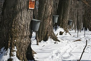 Maple trees with taps and buckets for collecti...