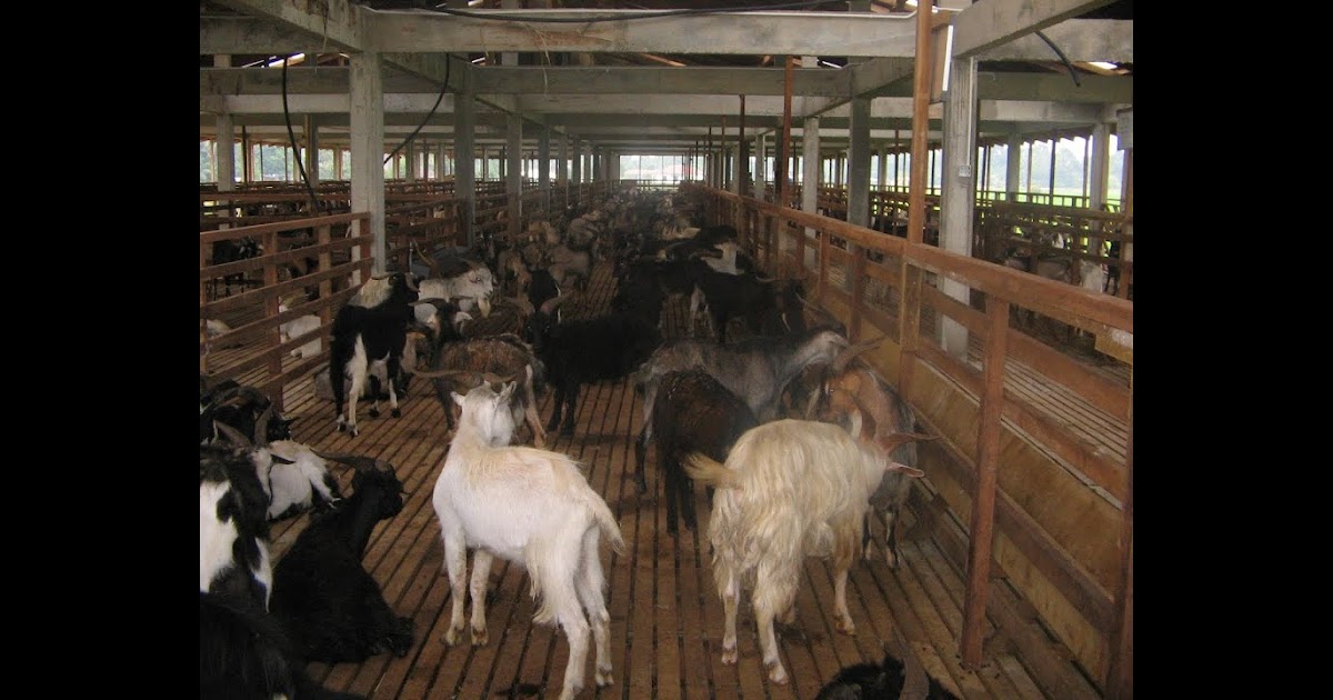 +58 Contoh Gambar Sketsa Kambing | Gudangsket