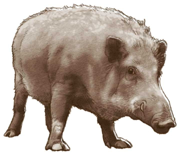 動物の画像について これまでで最高の猪 イラスト リアル