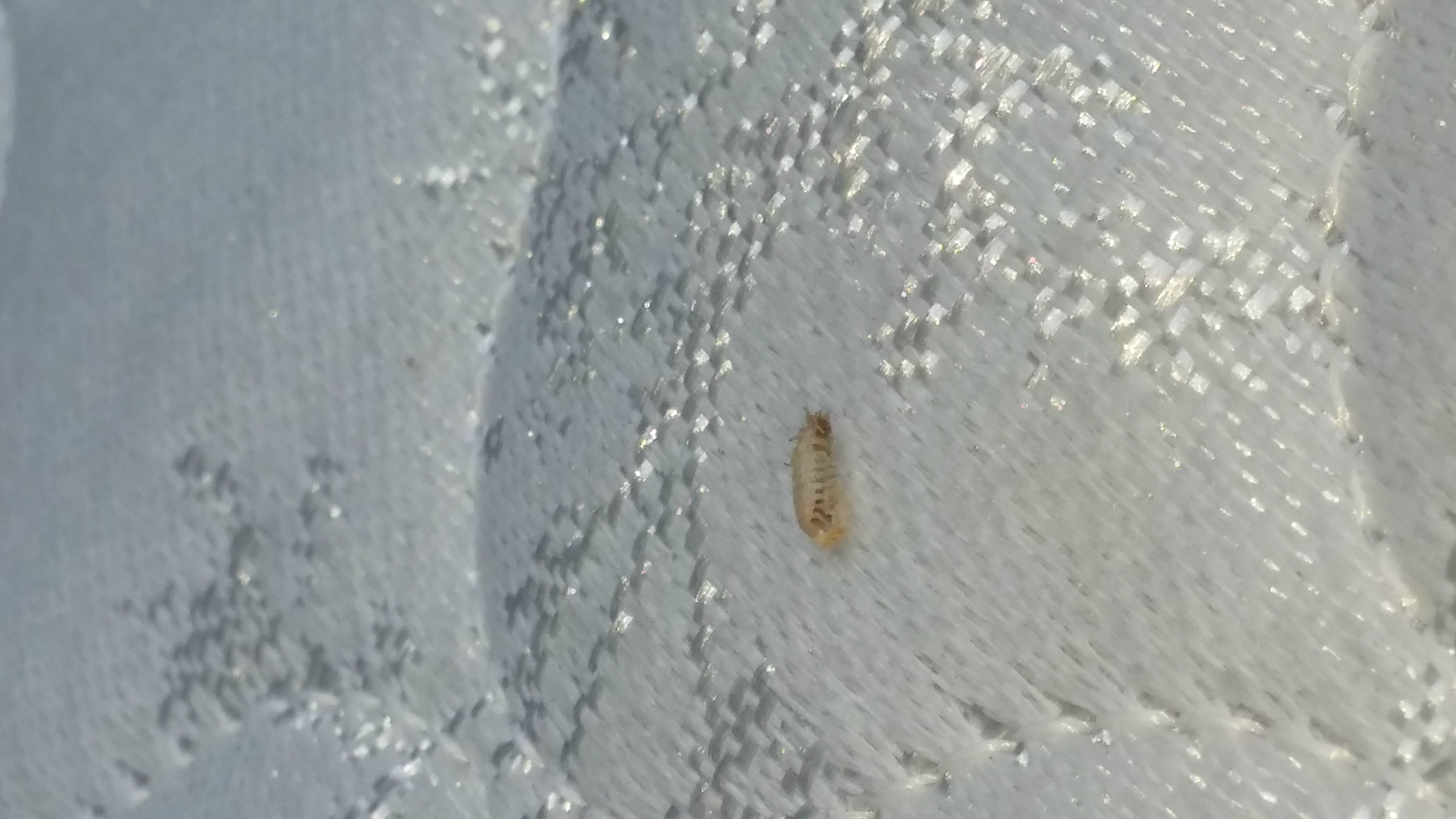 Bed Bug Shell Casing Pictures | BangDodo