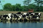 cow_pollution cow_pollution