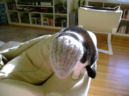 the hat eats maeve