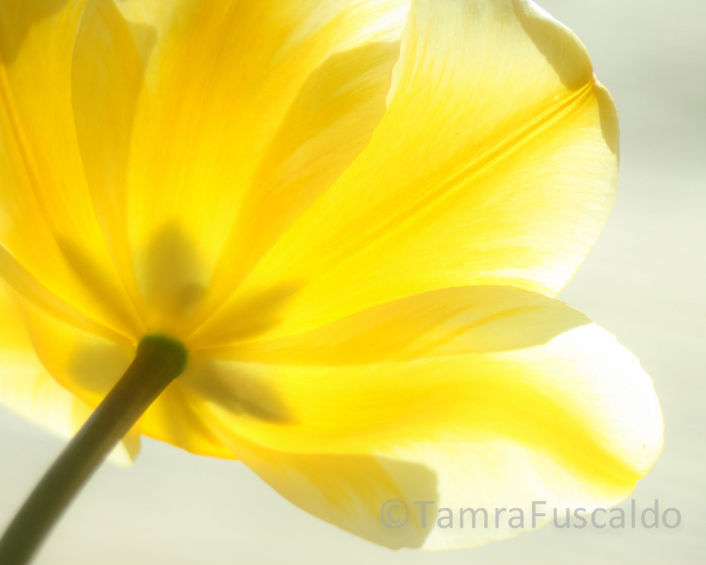 Fine Art Photography - Nature Photography - Yellow Tulip - Facing The Sun - 8 x 10 - CanThisBeLove Fine Art Photography - Nature Photography - Yellow Tulip - Facing The Sun - 8 x 10 - CanThisBeLove