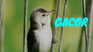  Download  Suara  Burung Di  Alam Liar Hutan  mp3  Piyogal