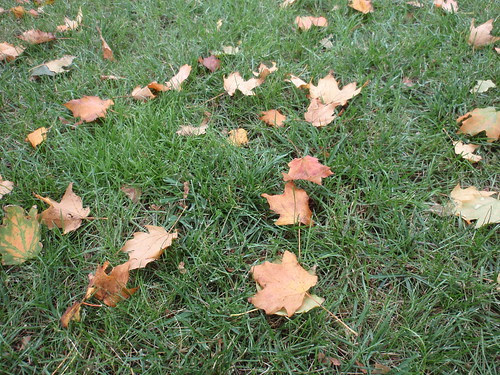 Michigan Leaves