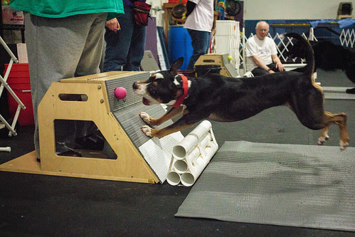 Flyball Practice April 2013-1518