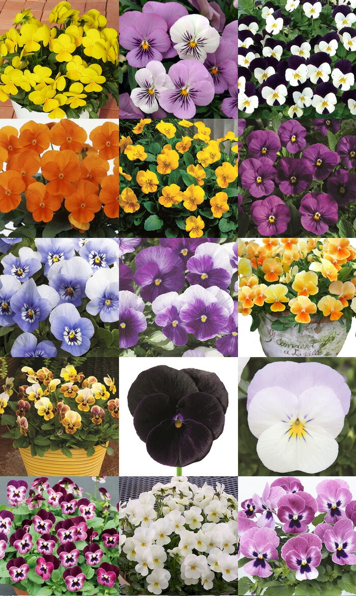 すべての美しい花の画像 50 パンジー 色 種類
