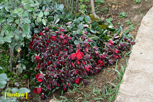 Bahong - Rose Harvest