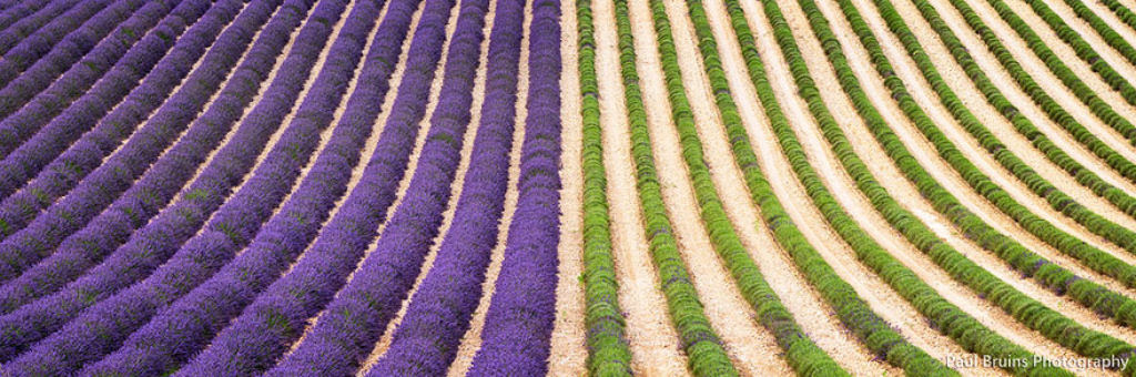 Image result for Lavender