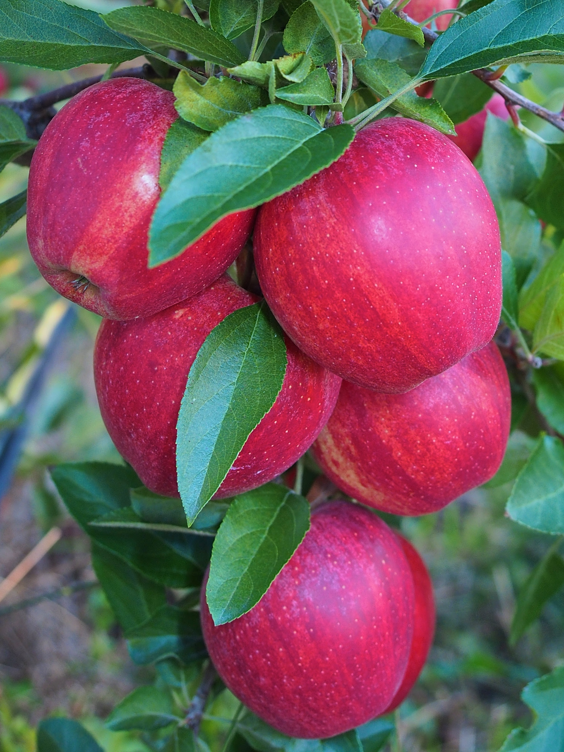 Fruit Trees Home Gardening Apple, Cherry, Pear, Plum