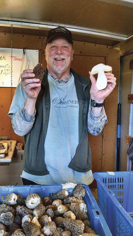 Mushroom Festival Mccloud All Mushroom Info