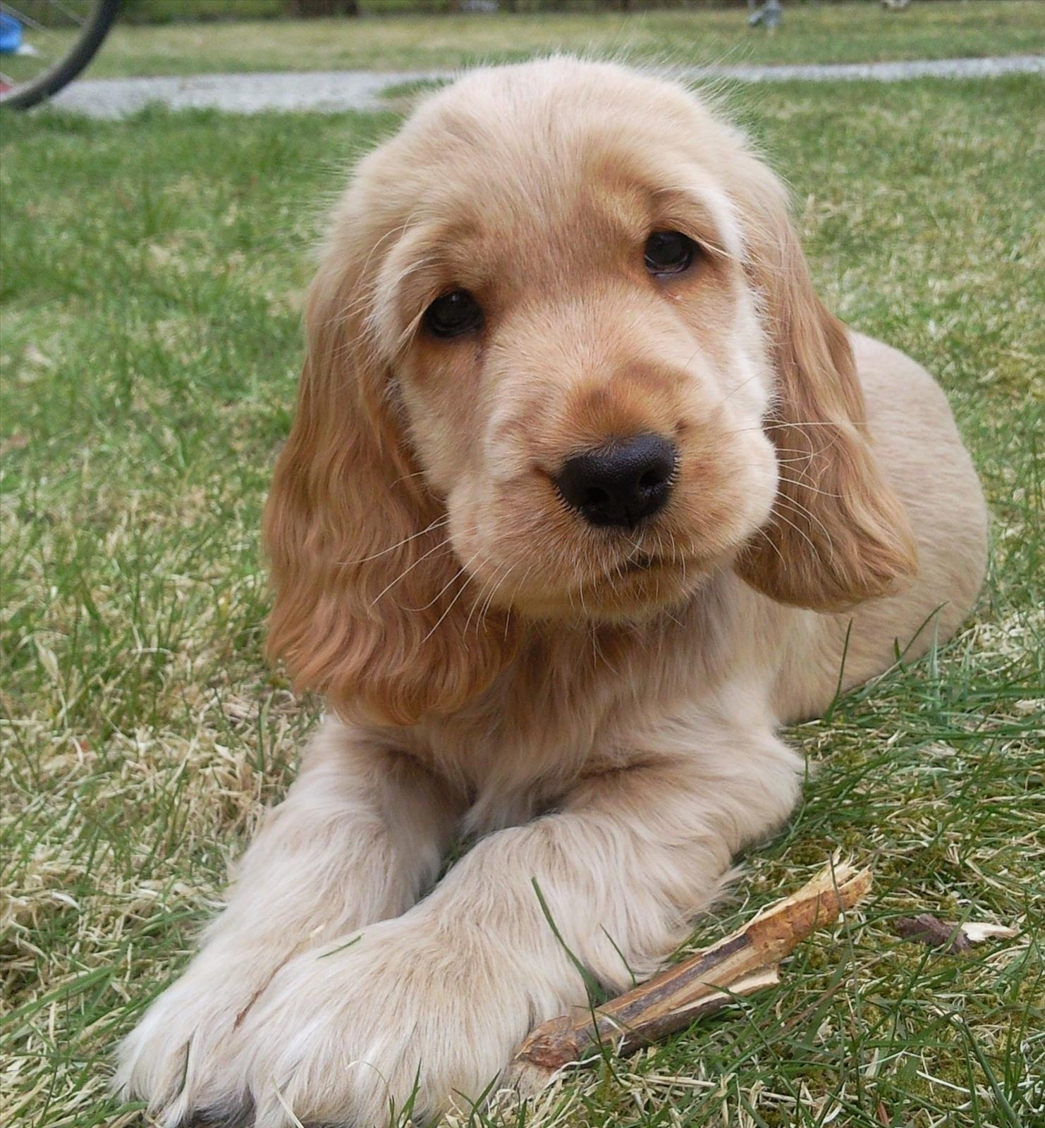 Bilreparationer: Cocker spaniel omplacering