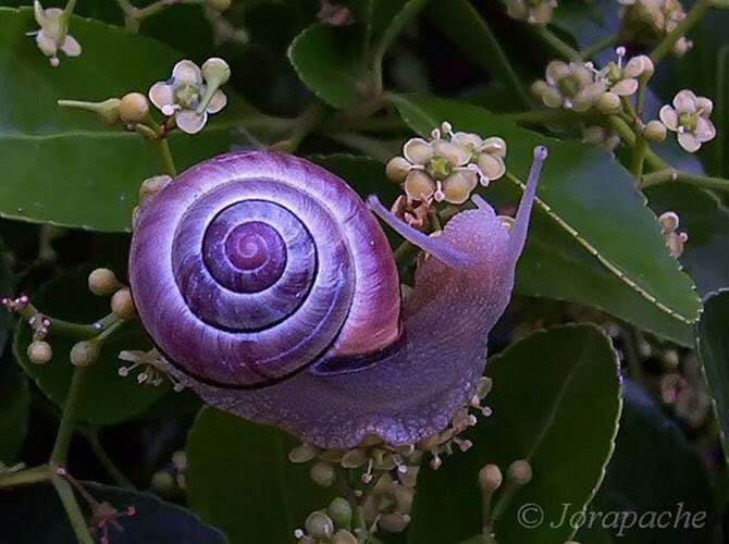 Animals most unexpected colors
