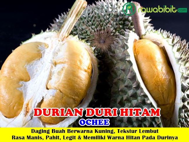 8000+ Gambar Buah Durian Duri Hitam HD Gratis - Gambar ID