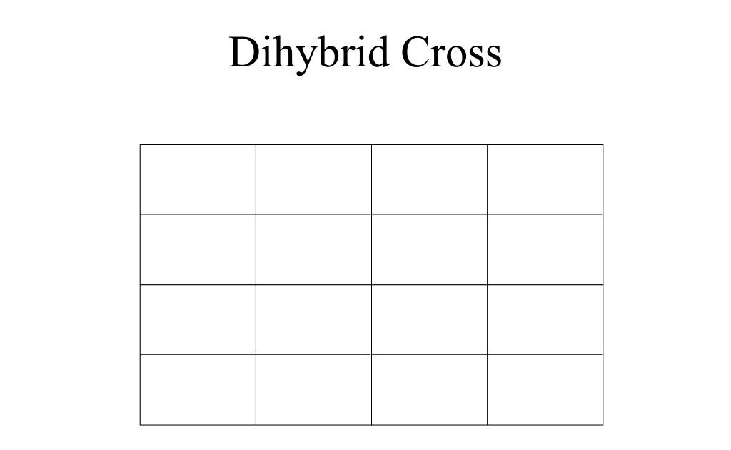 Dihybrid Punnett Square Blank : Free Blank Dihybrid Cross Charts