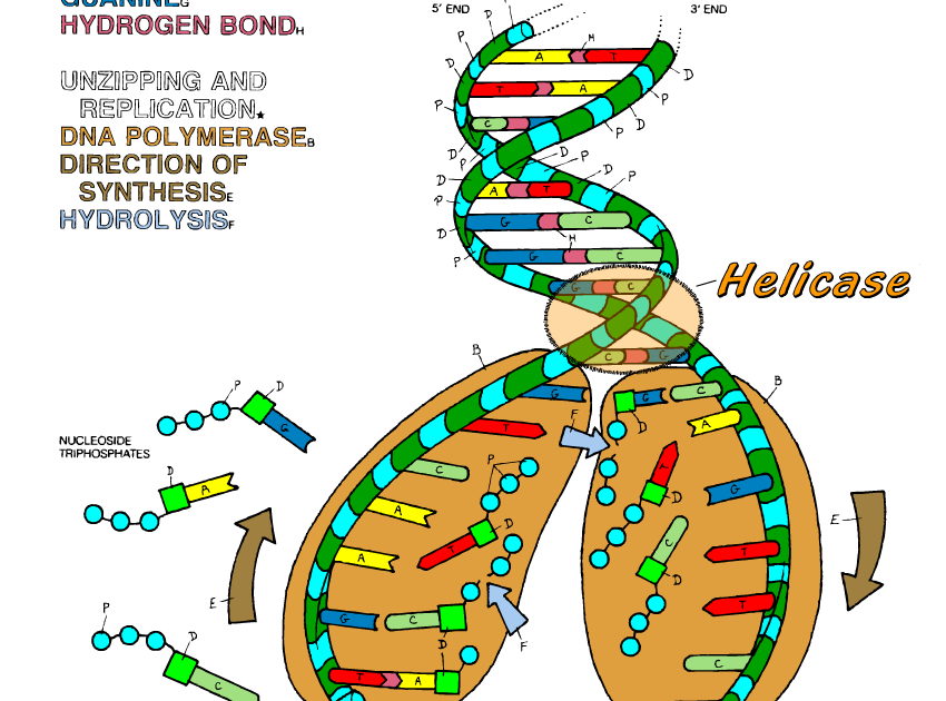 Dna Structure And Replication Worksheet / Dna Structure Worksheet
