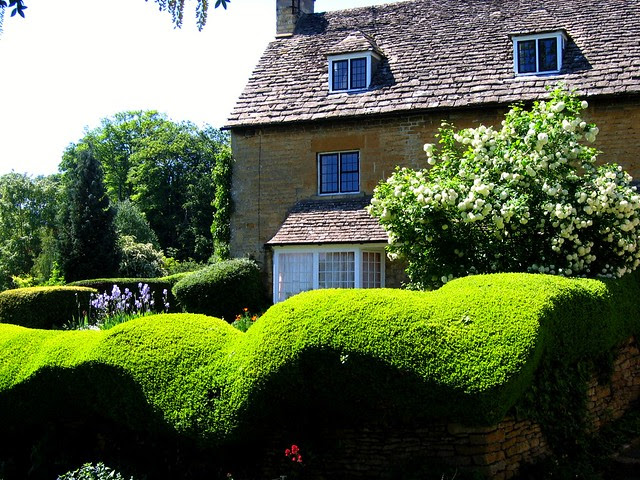 Undulating Hedge in Bourton on the Hill, Cotswolds, Gloucestershire