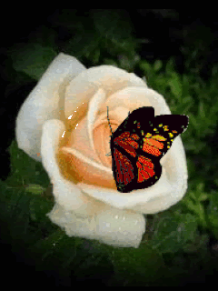 Roses and butterfly