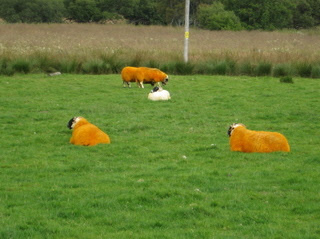 Goldenfleece Goldenfleece