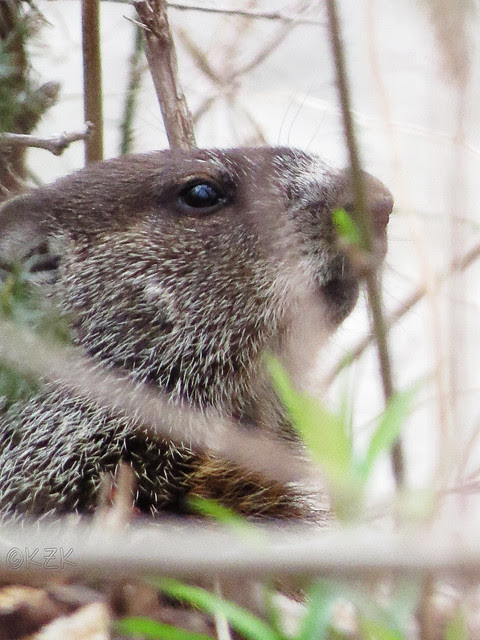 IMG_2744Beaver