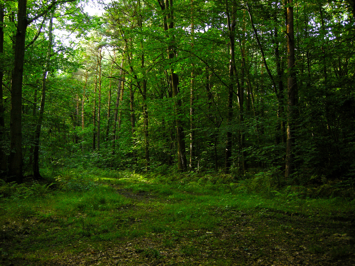  Gambar  Ilustrasi Hutan  Koleksi Gambar  HD