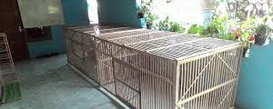 Ukuran Kandang Ayam Bangkok Dari Bambu 5 Contoh Kandang Ayam Birma Brooding Box Umbaran Cara Membuat Kandang Ayam Bangkok Jpg Brady Mejias