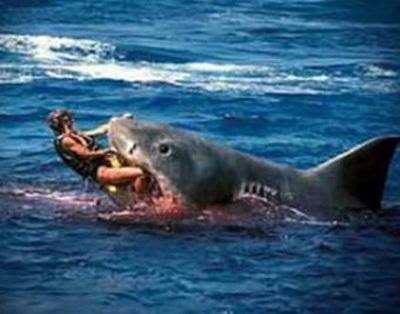 Shark diver stabbed with a knife being in her mouth 41-year-old diver from Australia Eric Nerhus peacefully swim underwater off Cape Howe, when next to him appeared the great white shark is 3.5 meters in length and swallowed it. Well, not all: in the mouth sharks were head, shoulders and one arm.