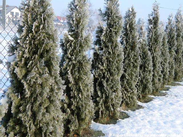 szron na drzewach - thuja smaragd szron na drzewach - thuja smaragd