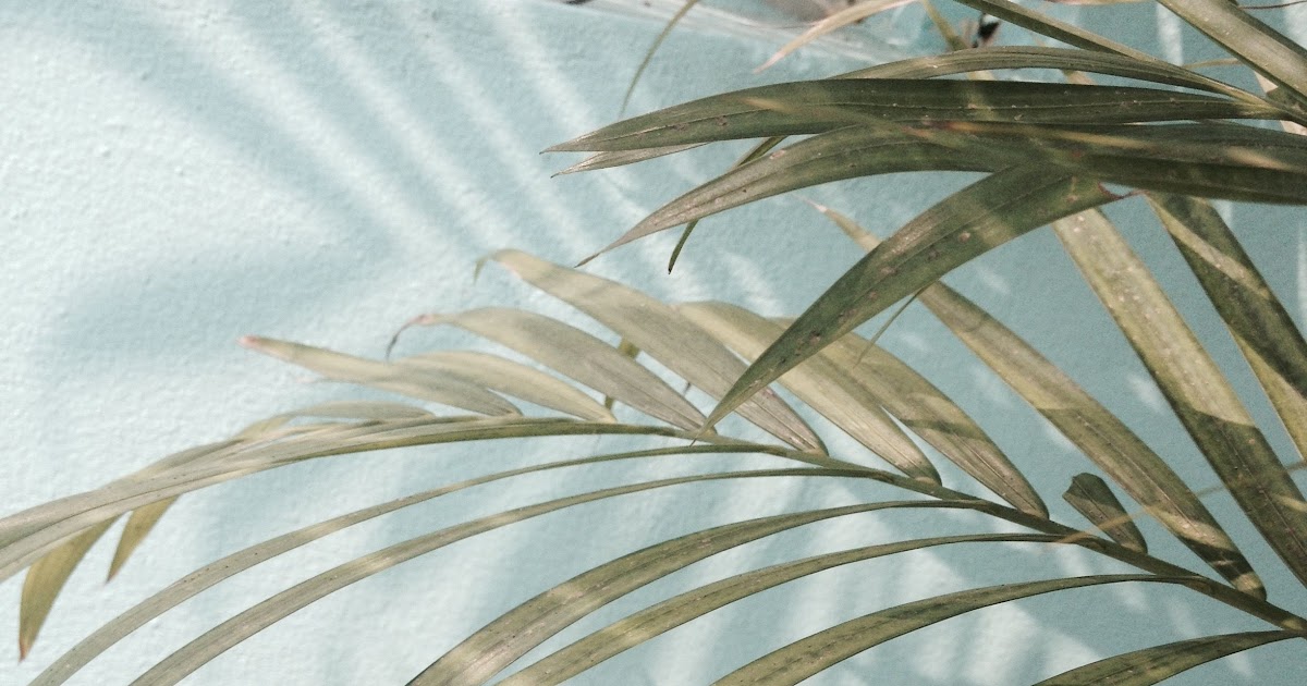 Beautiful Cute Pastel Pastel Palm Leaves Aesthetic Tumblr Minimalist