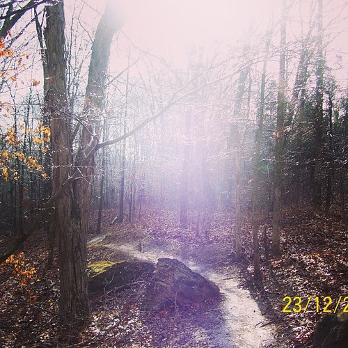 A light in the forest. #trails #mtb #winter #icytrees #lostvalley