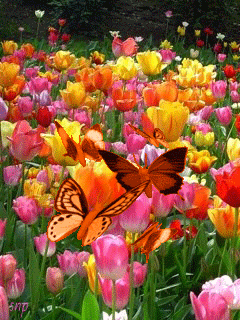 Бабочки тюльпаны.