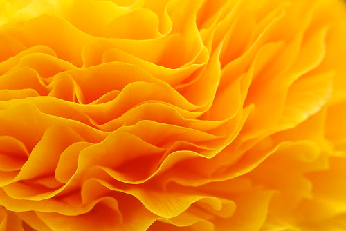Flower 4220