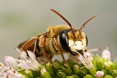 Solitary Bee on Mint VI