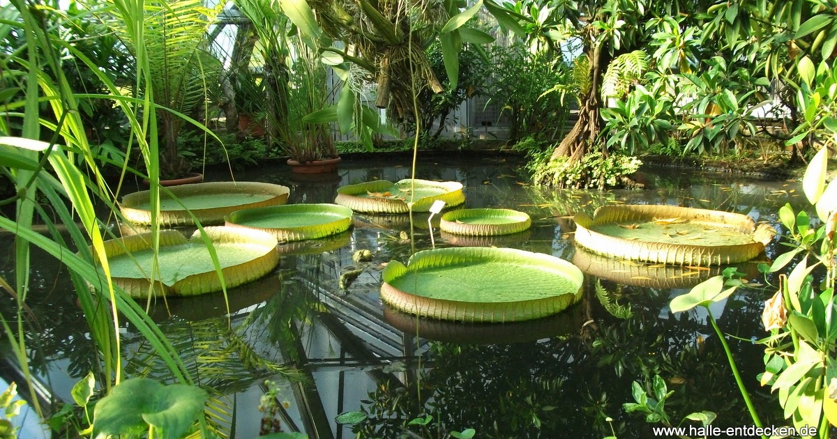 43+ inspirierend Bild Botanischer Garten Düsseldorf
