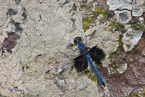 male treehugger dragonfly Tyriobapta torrida IMG_8913 DT copy